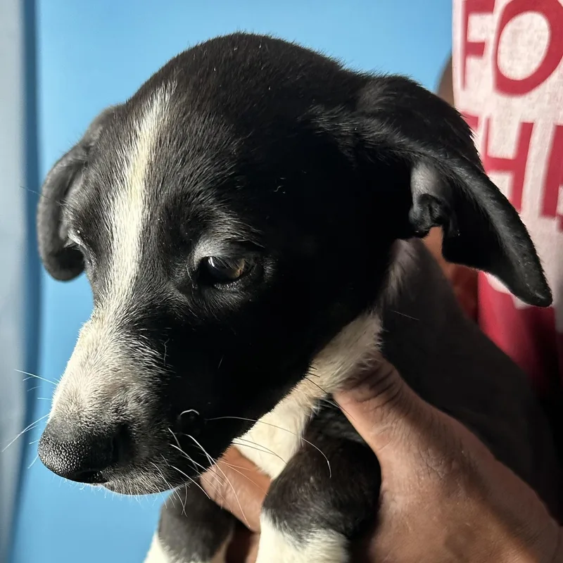 Jasper  Local April thumbnail 4