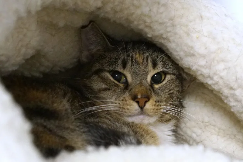 An adult medium-sized female Torbie cat named Meeko for adoption in New Milford, CT
