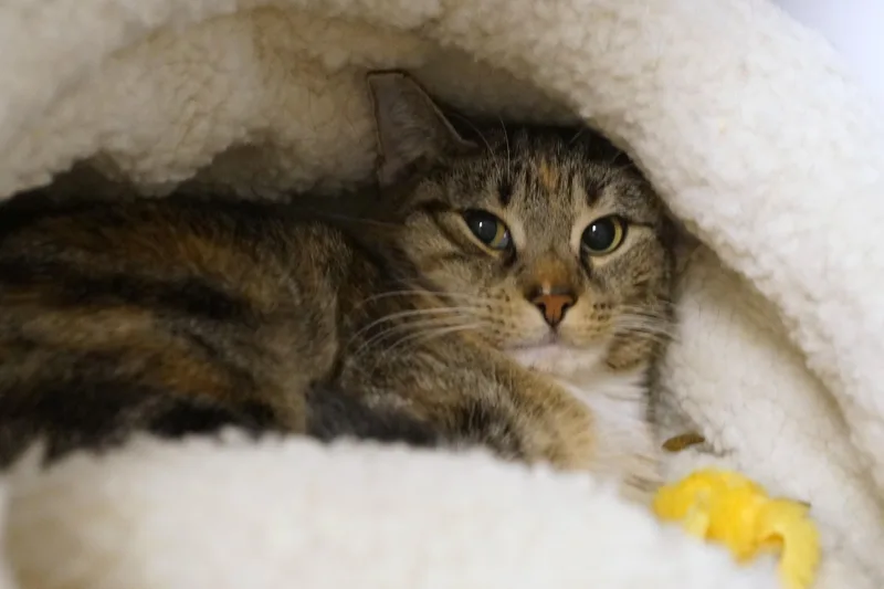 Meeko thumbnail 2