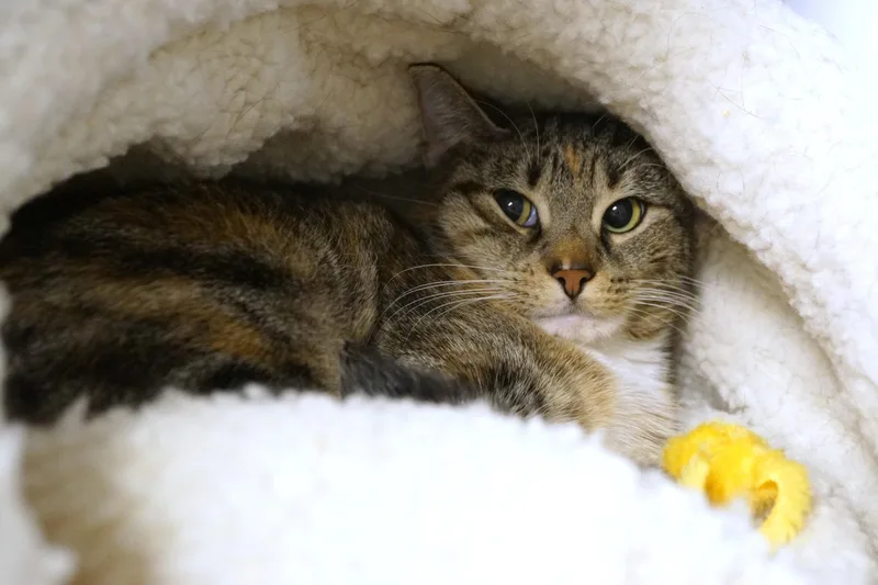 Meeko thumbnail 3