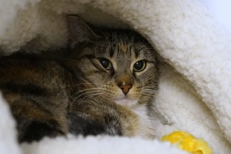 Meeko thumbnail 4