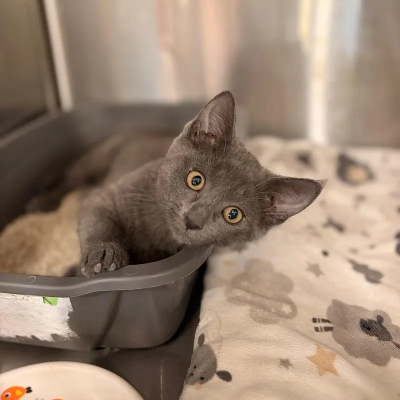 A baby small-sized female Gray / Blue / Silver Domestic Short Hair cat named Fendi for adoption in Spokane, WA