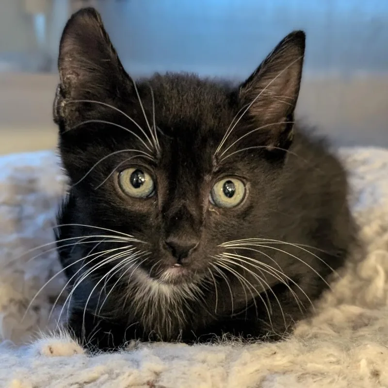 A baby small-sized male Black Domestic Short Hair cat named Boots for adoption in Buchanan Dam, TX