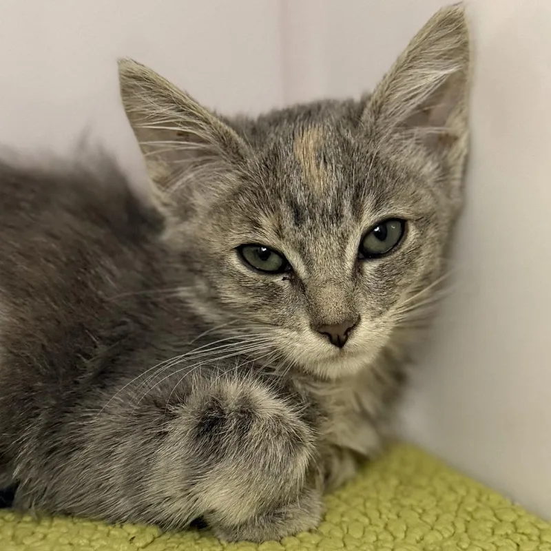 A baby small-sized female Domestic Short Hair cat named Judy Hopps for adoption in Los Angeles, CA
