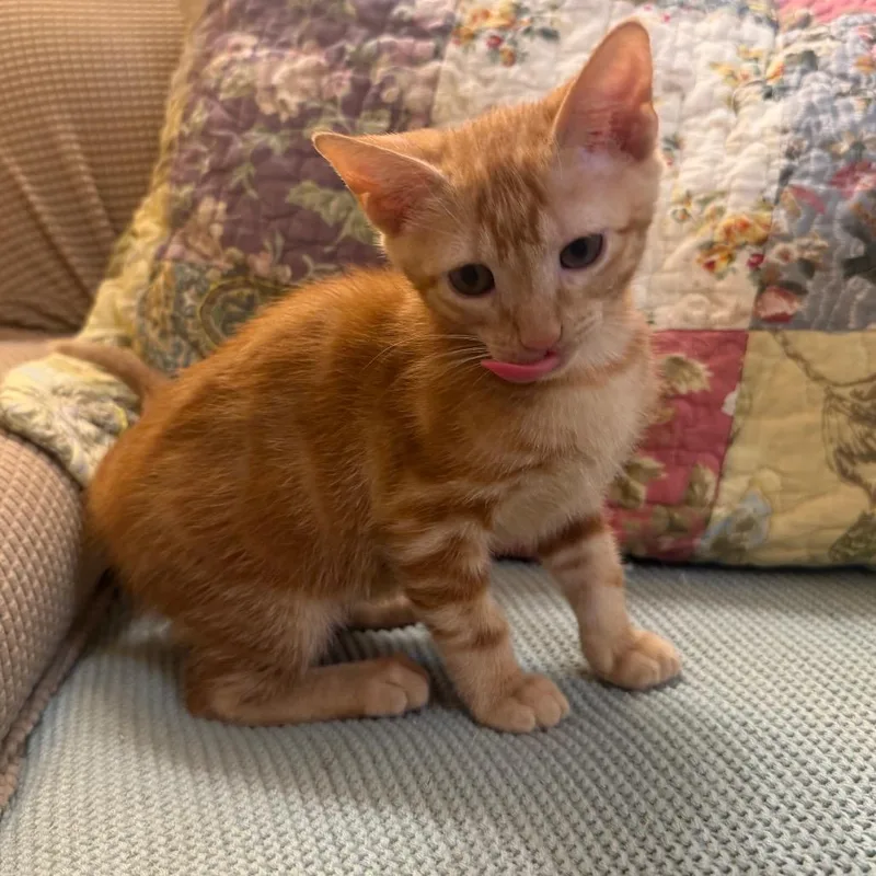 A baby small-sized female Orange / Red Domestic Short Hair cat named Olivia for adoption in Flower Mound, TX