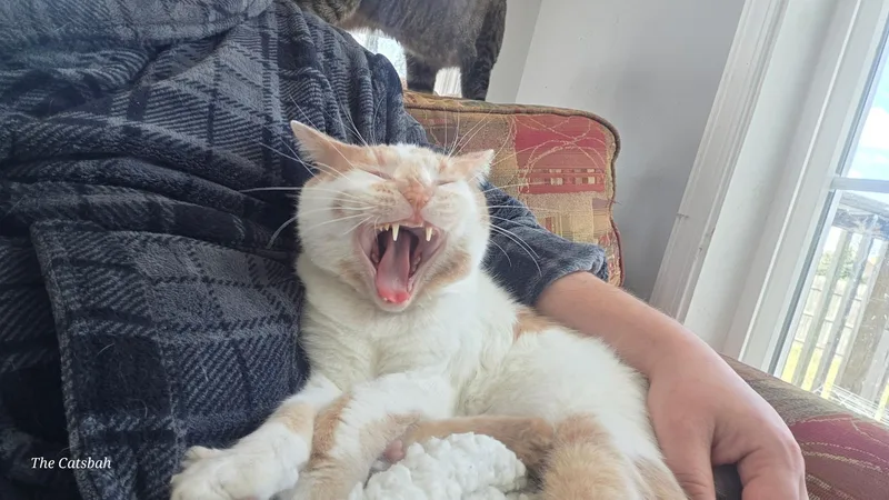 Murray thumbnail 3
