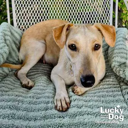An adult small-sized female Dachshund dog named Sulie for adoption in Washington, DC