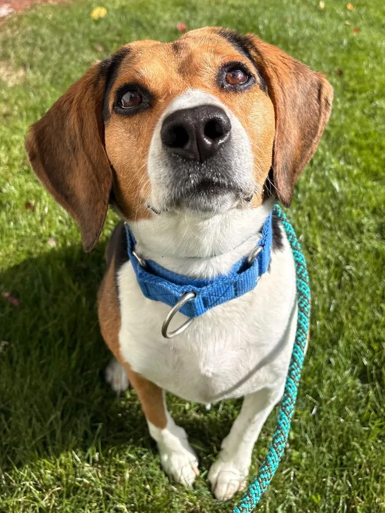 An adult medium-sized male Beagle dog named Elvis for adoption in Fall River, MA