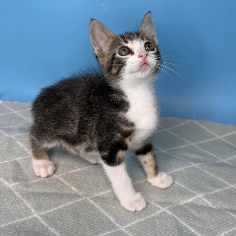 A baby small-sized male Brown / Chocolate Domestic Short Hair cat named Ren for adoption in San Antonio, TX