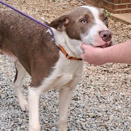 An adult large-sized male Yellow / Tan / Blond / Fawn Mixed Breed dog named Benz for adoption in Valley, AL