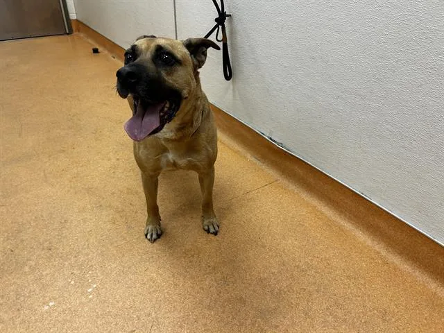 An adult large-sized male Pit Bull Terrier dog named Lucky for adoption in Martinez, CA