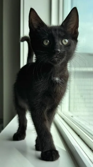 A baby medium-sized male Domestic Short Hair cat named Belson for adoption in Shoreline, WA
