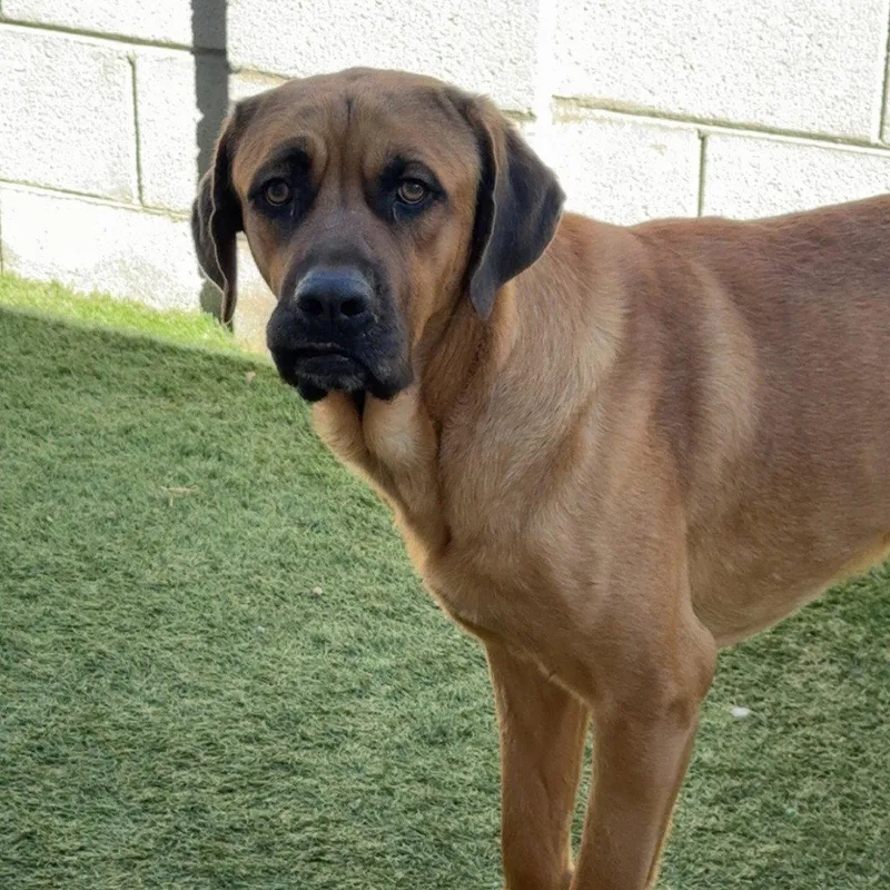 A young medium-sized male Mastiff dog named Butterscotch for adoption in Glendale, AZ