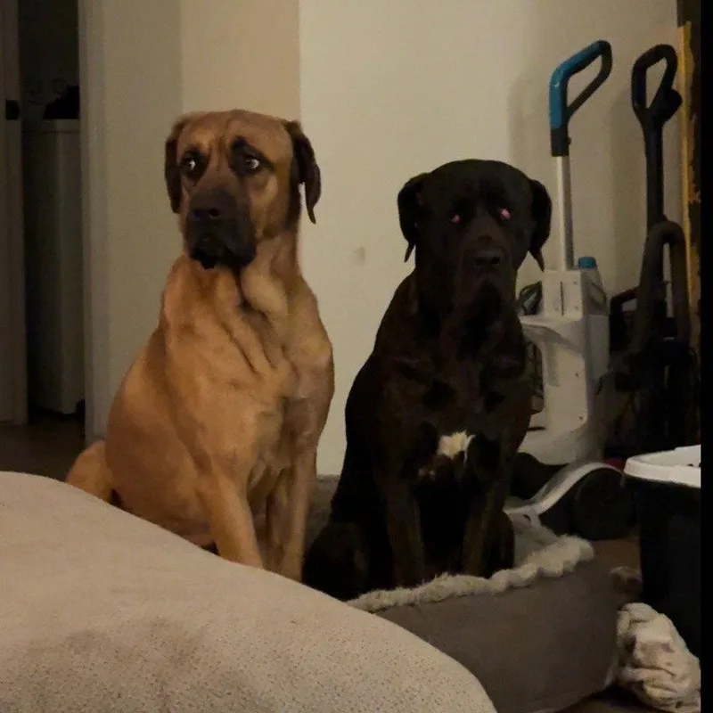 Butterscotch thumbnail 2