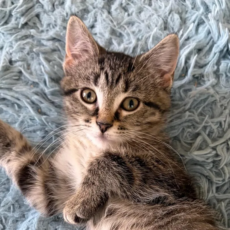 A baby small-sized female Brown / Chocolate Domestic Short Hair cat named Delilahpurrleone for adoption in Eaton Rapids, MI