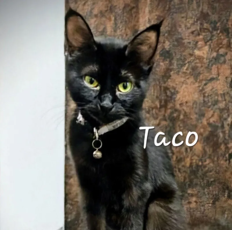 Taco Missfoodie thumbnail 2