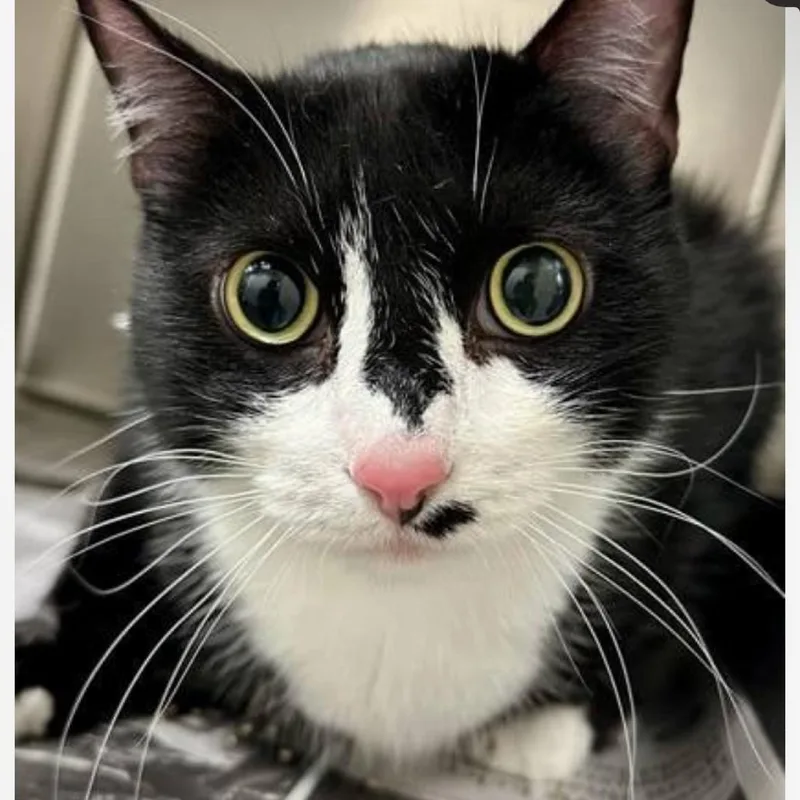 A baby medium-sized male Black Domestic Short Hair cat named Pope for adoption in Granby, MO
