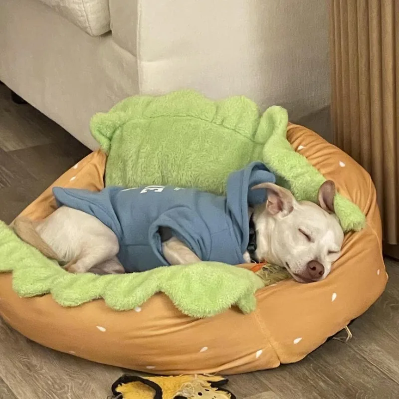 A young small-sized male Chihuahua dog named Mateo for adoption in Ferndale, MI