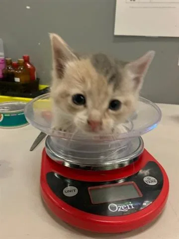 A baby small-sized female Domestic Short Hair cat named Soleil for adoption in San Martin, CA