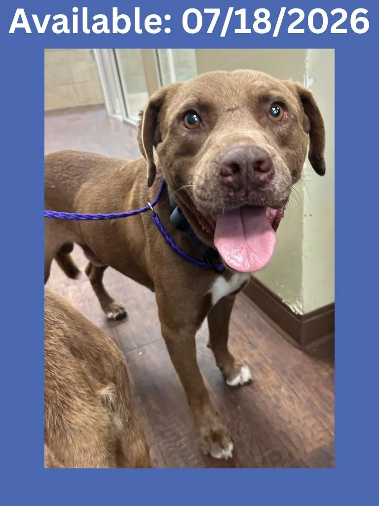 An adult medium-sized male Labrador Retriever dog named Dog Kennel for adoption in Greenville, TX