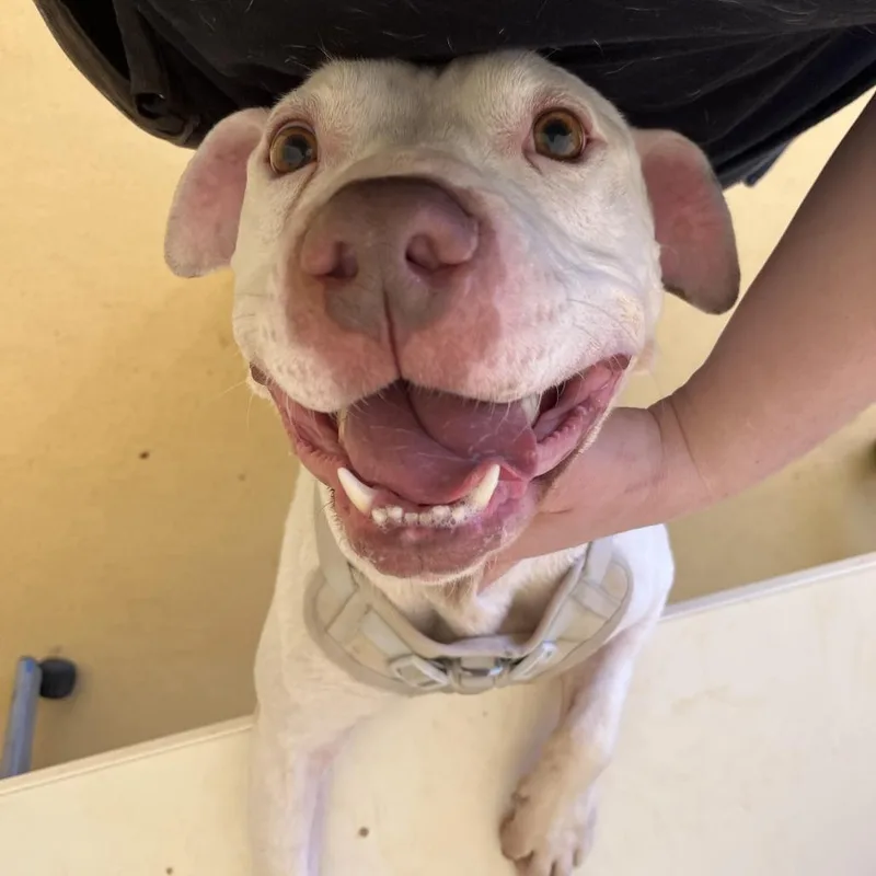 An adult medium-sized male White / Cream Pit Bull Terrier dog named Red for adoption in Roanoke, VA