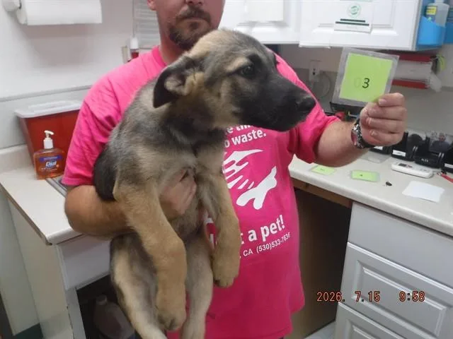 A baby small-sized male Belgian Shepherd / Malinois dog named Pup for adoption in Oroville, CA
