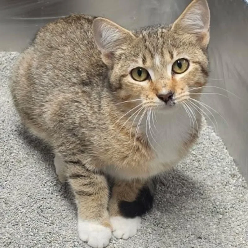 A baby small-sized female Brown / Chocolate Domestic Short Hair cat named Lollipop for adoption in Garfield, AR