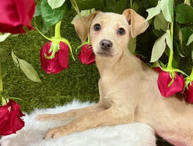 Kangaroo thumbnail 4