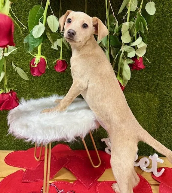 Kangaroo thumbnail 5