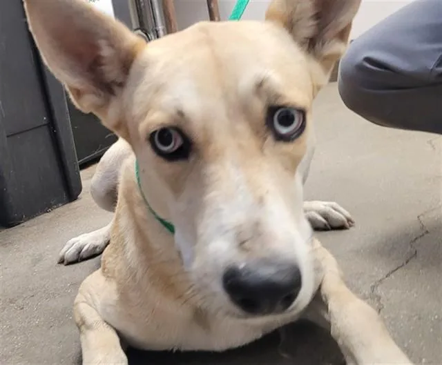 A young medium-sized female Siberian Husky dog named Elsa for adoption in Tucson, AZ