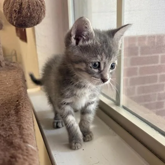 A baby small-sized female Gray / Blue / Silver Domestic Short Hair cat named Life's A Highway for adoption in Houston, TX