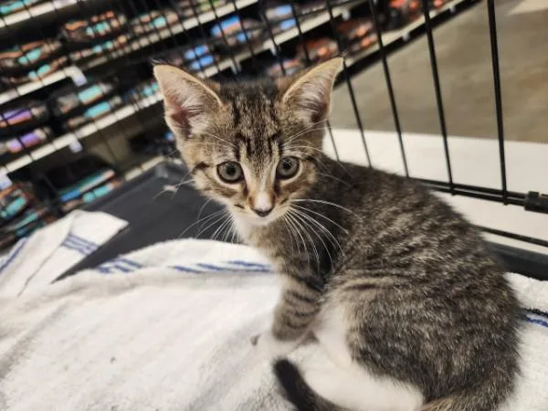 A baby medium-sized male Tabby (Tiger Striped) Domestic Short Hair cat named Smores for adoption in Berkeley Heights, NJ
