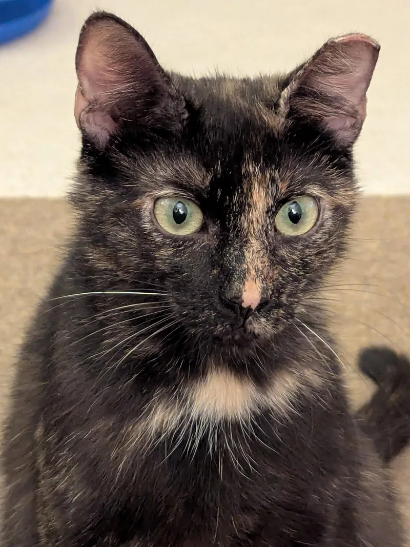 An adult small-sized female Tortoiseshell cat named Eleanor for adoption in San Jose, CA