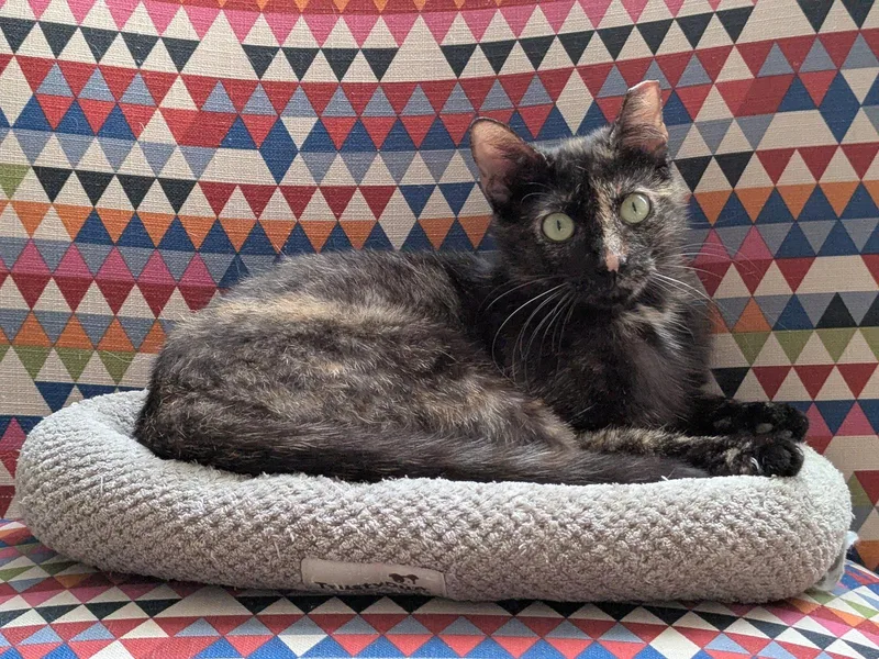 Eleanor thumbnail 3