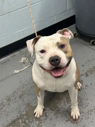 A young large-sized male American Bulldog dog named Thor for adoption in Sacramento, CA