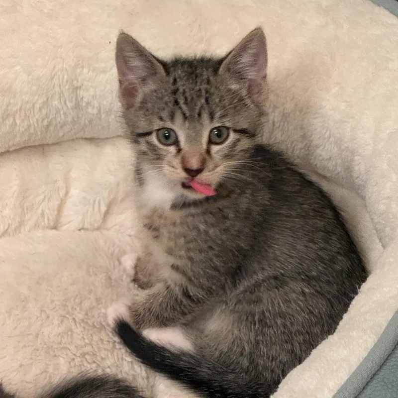 A baby small-sized male Gray / Blue / Silver Domestic Short Hair cat named Wren for adoption in Houston, TX