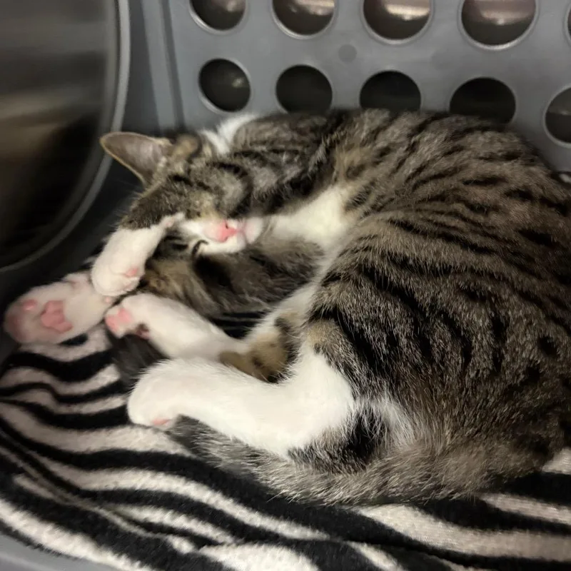 A baby small-sized female Brown / Chocolate Domestic Short Hair cat named Maxine for adoption in Keizer, OR