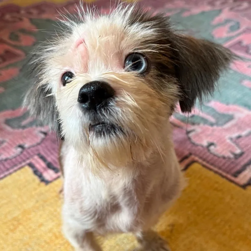 An adult small-sized male Shih Tzu dog named Hopper for adoption in Daphne, AL