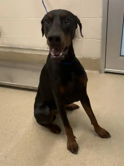 A young large-sized male Doberman Pinscher dog named Boom for adoption in Grand Prairie, TX