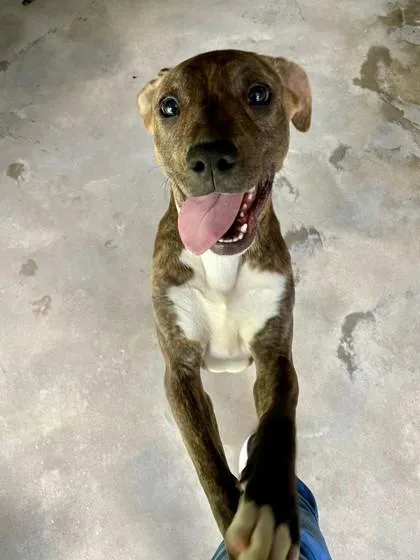 A baby large-sized male Mixed Breed dog named Elis for adoption in Covington, LA