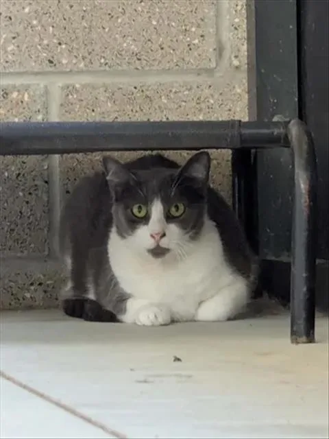 An adult small-sized female Domestic Short Hair cat named Rilo for adoption in Brunswick, GA