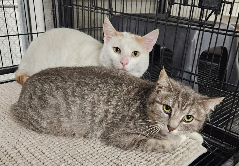 A young large-sized male White Domestic Medium Hair cat named Leo for adoption in Crystal City, MO