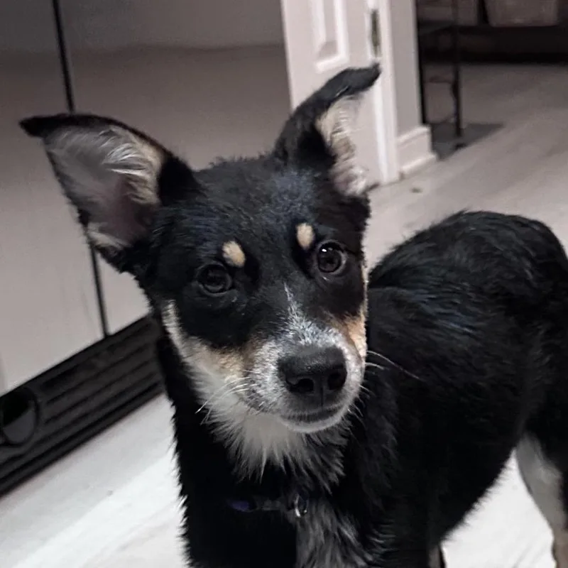 Lulu