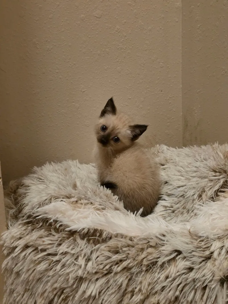 A baby medium-sized female Chocolate Point American Shorthair cat named Egwene for adoption in Houston, TX