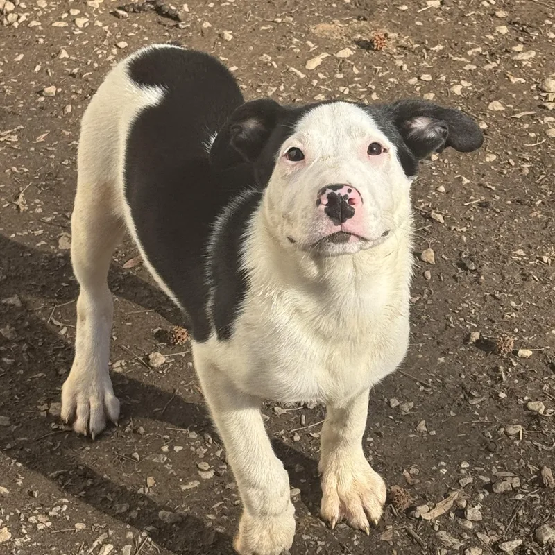 Jimmy Crack Corn thumbnail 2