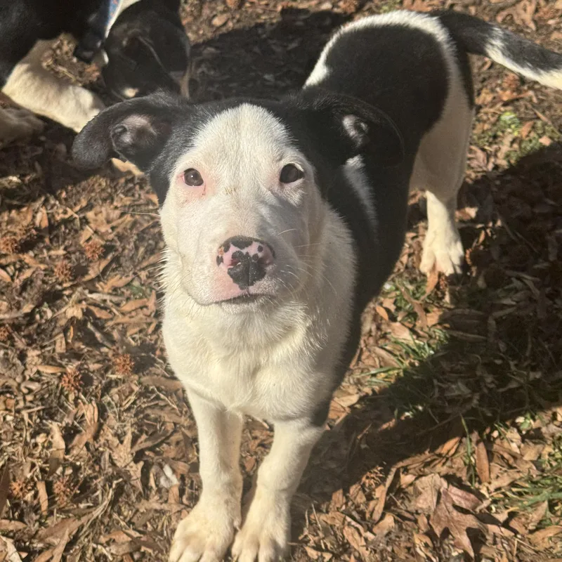 Jimmy Crack Corn thumbnail 3