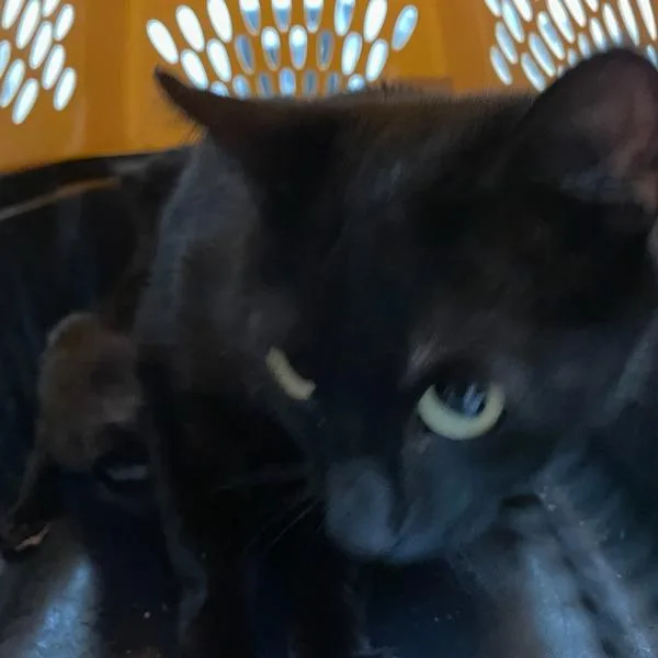 A young small-sized female Domestic Short Hair cat named Eunice for adoption in Des Moines, IA