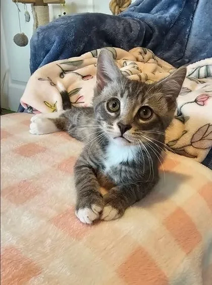 A baby medium-sized male Gray & White Domestic Short Hair cat named Joey for adoption in Warr Acres, OK