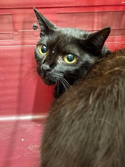 A young medium-sized female Brown / Chocolate Domestic Medium Hair cat named Toothless for adoption in Annapolis, MD