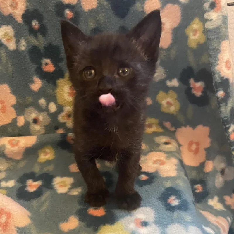 A baby small-sized male Black Domestic Short Hair cat named Bongo for adoption in Newberg, OR
